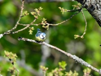 2016-05-10 11h12m05 - Pimpelmees - Pierre Bernard